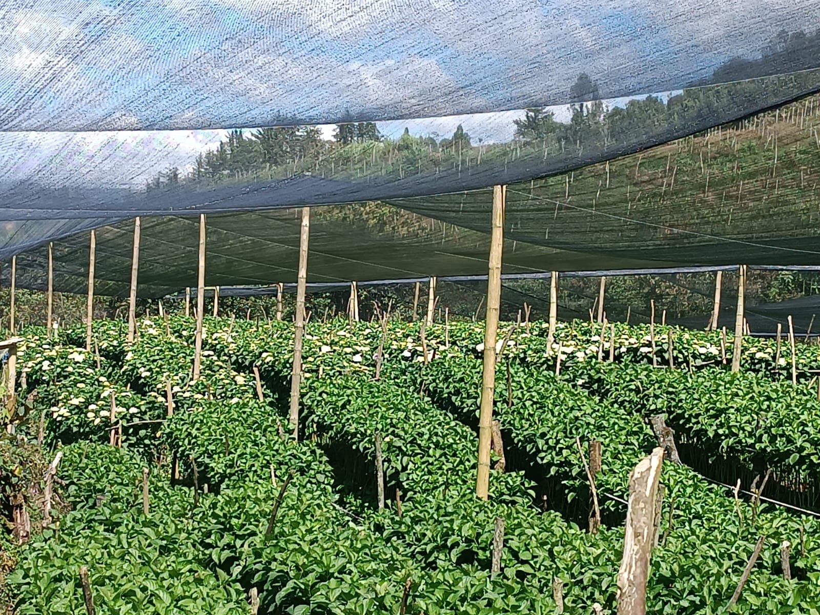 Fincas Productivas con Gran Potencial de Inversión